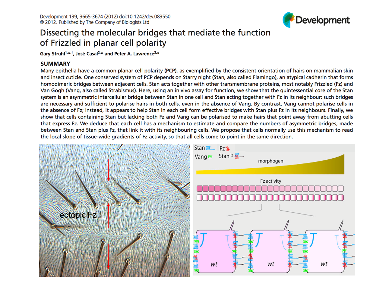 Dissecting the molecular bridges that mediate the function of Frizzled in planar cell polarity