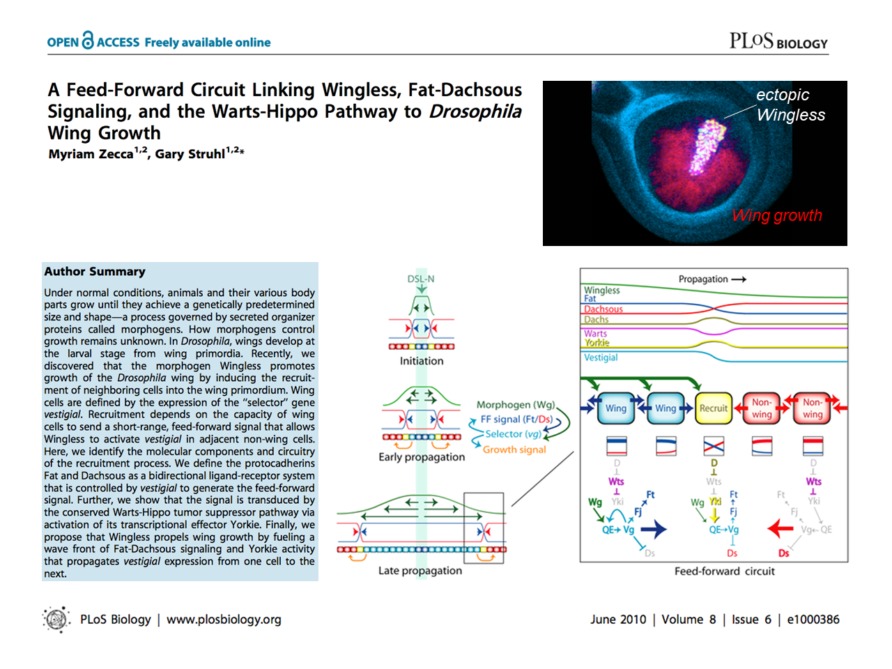 A Feed-Forward Circuit Linking Wingless, Fat-Dachsous Signaling, and the Warts-Hippo Pathway to Drosophila Wing Growth