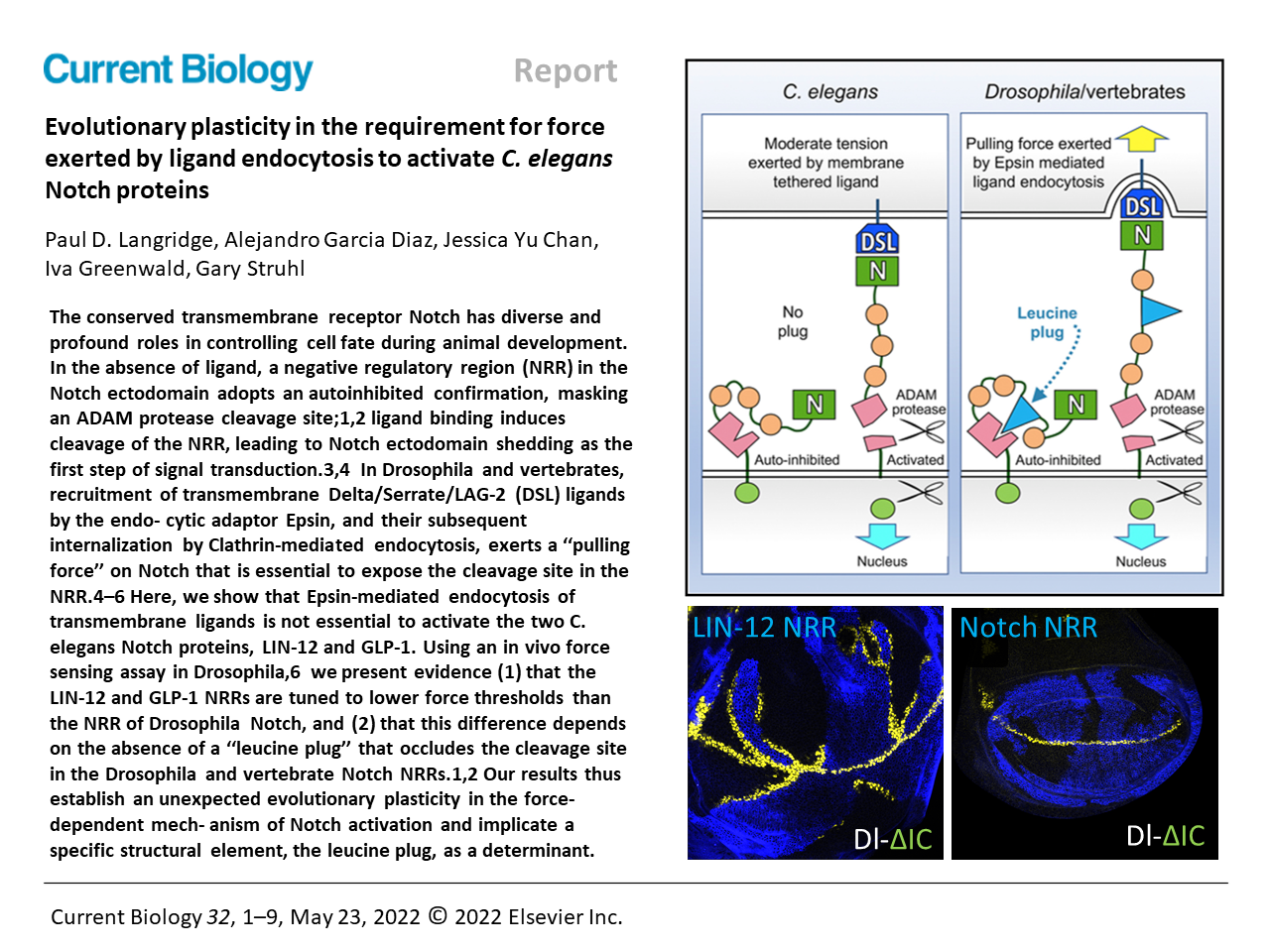 Current Biology
Evolutionary plasticity in the requirement for force exerted by ligand endocytosis to activate C. elegans Notch proteins