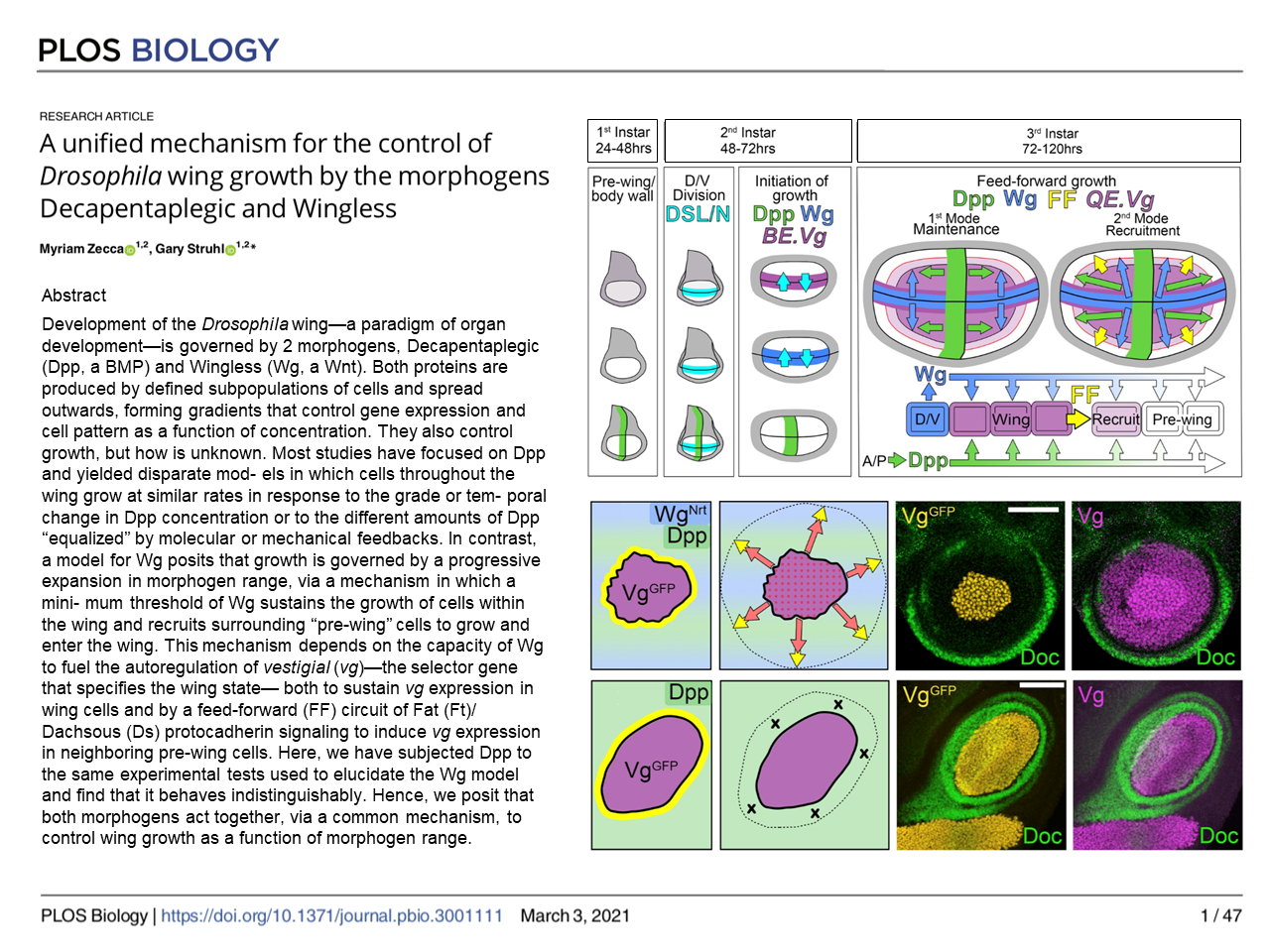 Plos BiologyA unified mechanism for the control of Drosphia wing growth by the morphogens Decapentaplegic and Wingless
