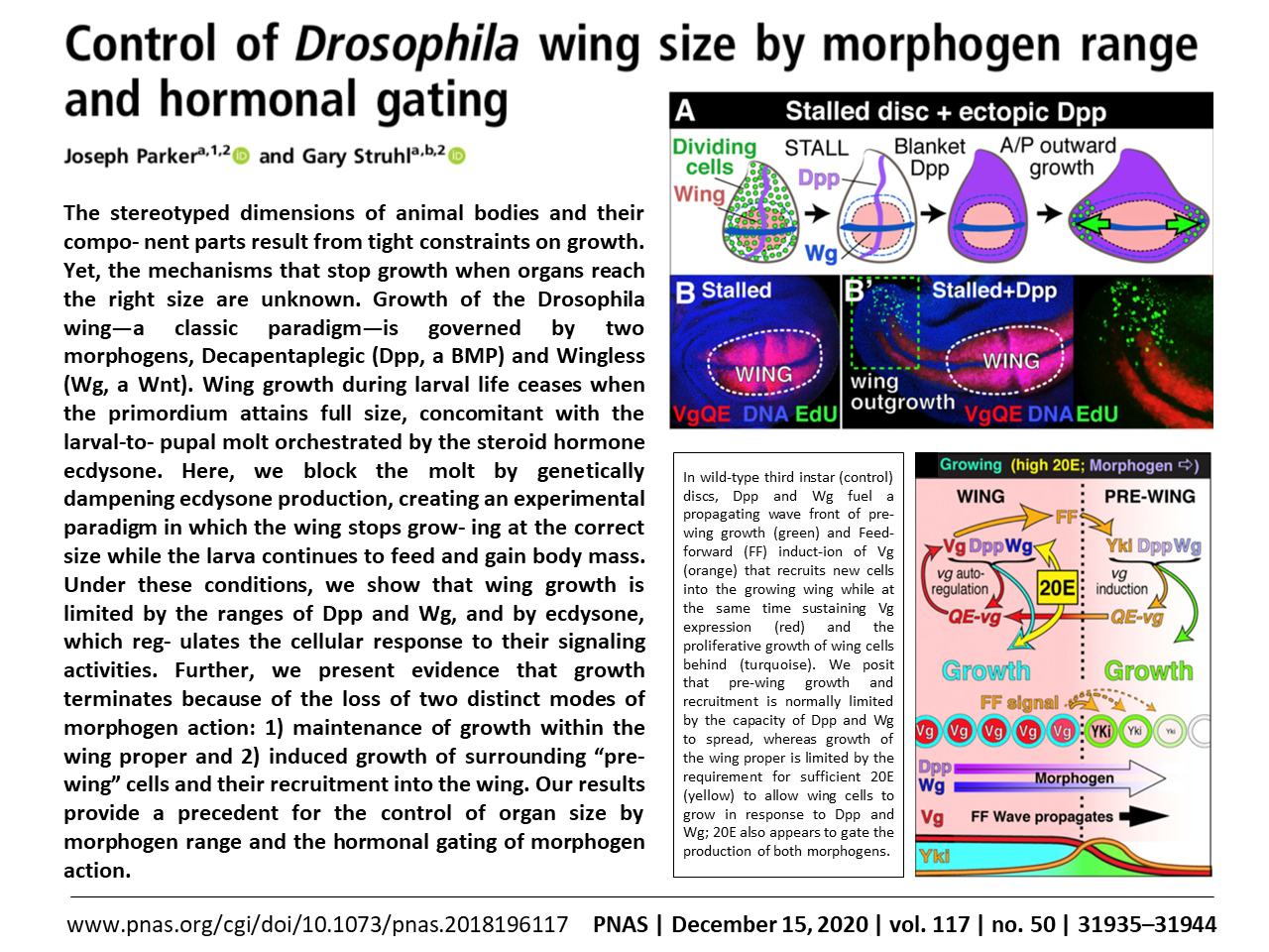 Control of Drosophila wing size by morphogen range and hormonal gating
