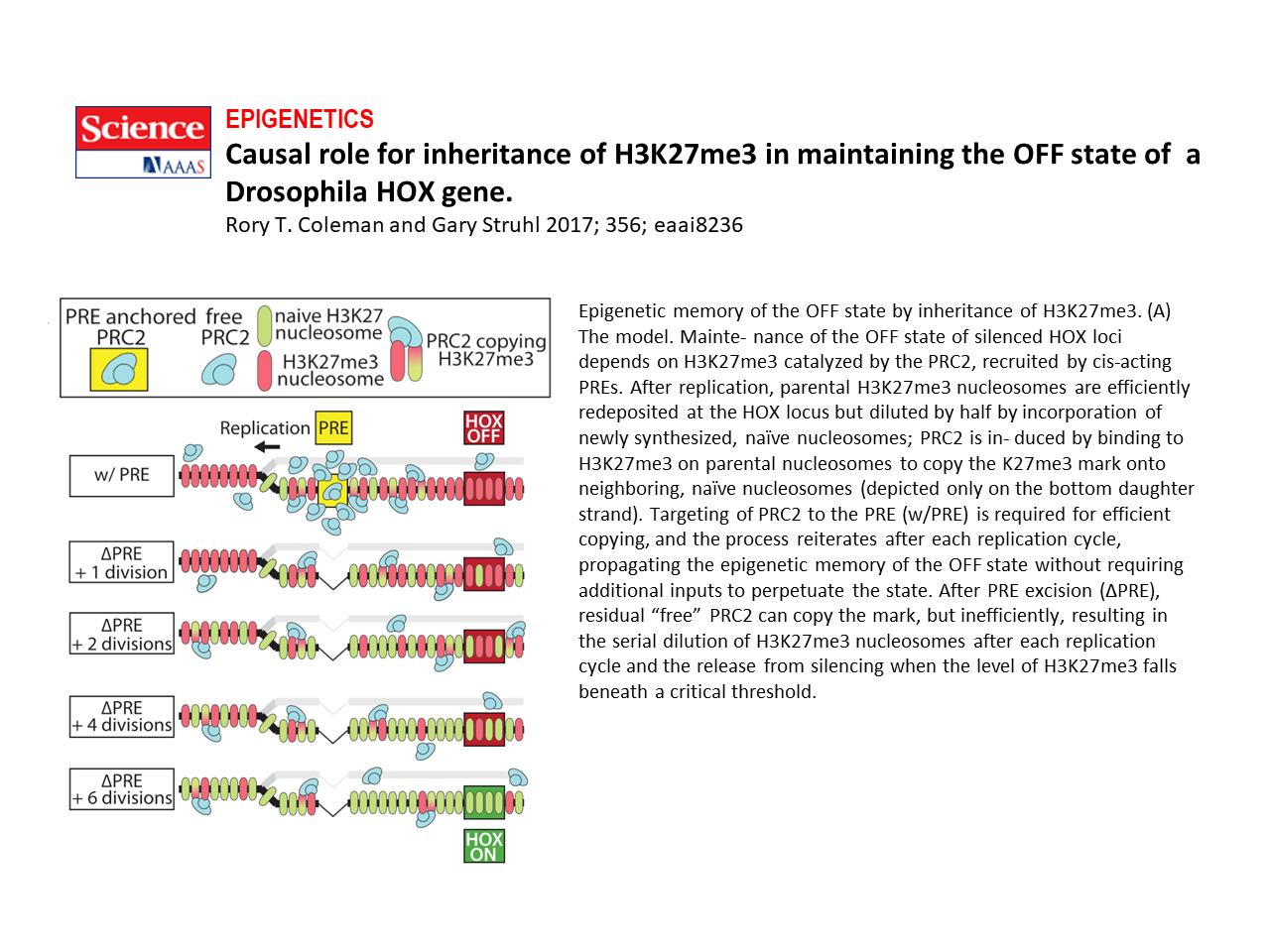 Causal role for inheritance of H3K27me3 in maintaining the Off state of a Drosophia HOX gene