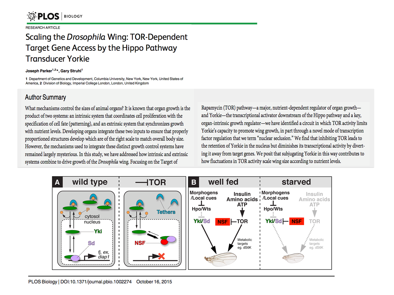 Plos Biology- Scaling the Drosophila Wing: TOR-Dependent Target Gene Access by the Hippo Pathway Transducer Yorkie