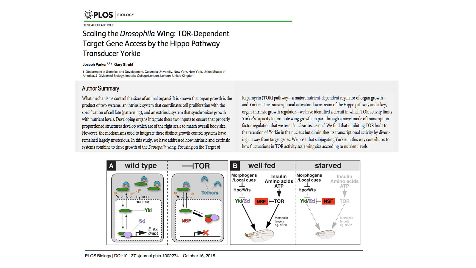 Scaling the Drosophila Wing: TOR-Dependent Target Gene Access by the Hippo Pathway Transducer Yorkie