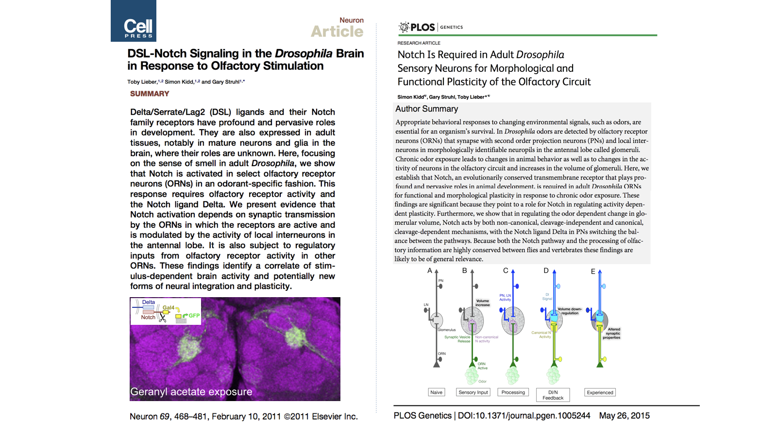 DSL-Notch Signaling in the Drosophila Brain