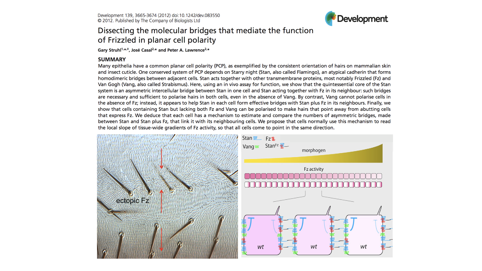 Dissecting the molecular bridges that mediate the function of Frizzled in planar cell polarity