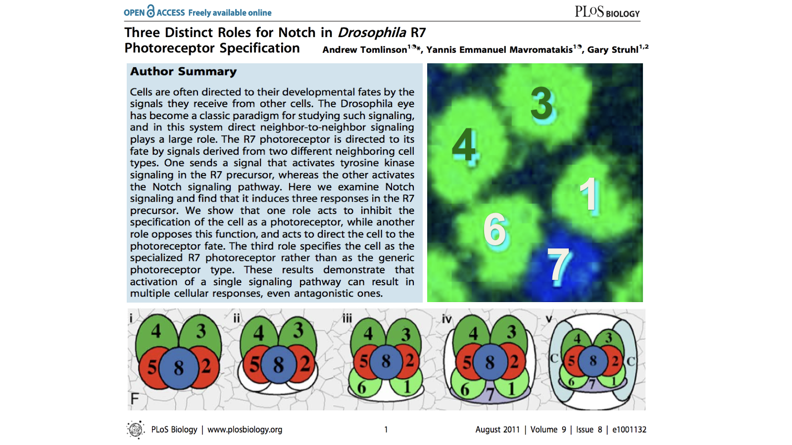 three distinct roles for Notch in Drosophila R7