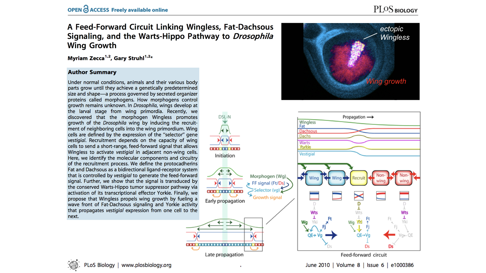A feed-forward circuit linking Wingless, Fat-Dachsous Signaling, and the Warts-Hippo Pathway to drosophila wing growth
