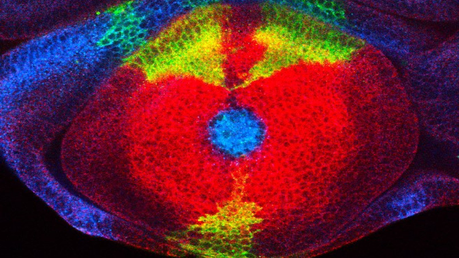 retinal progenitor cell from drosophila 