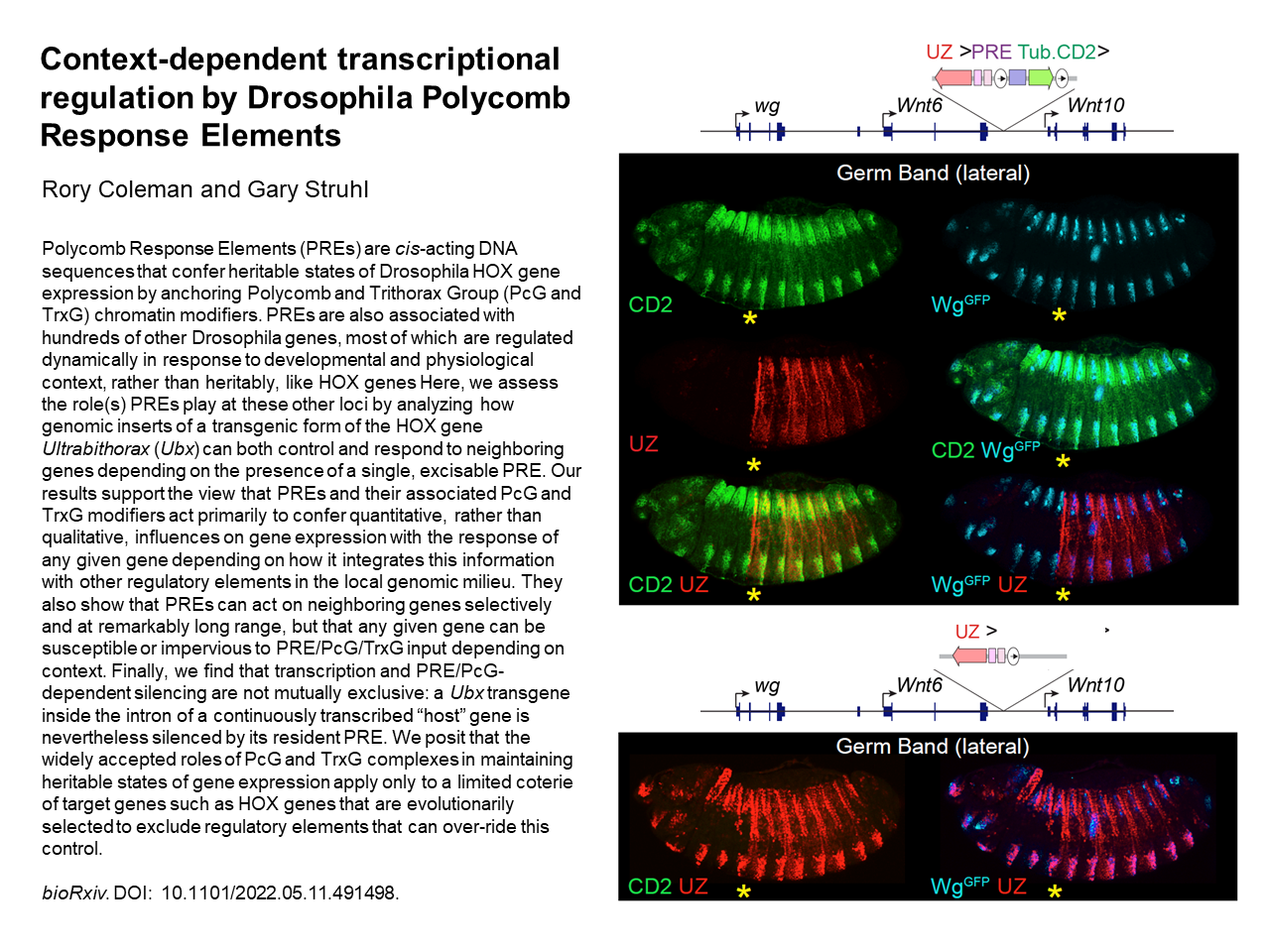 Context-dependent transcriptional regulation by Drosophila Polycomb Response Elements