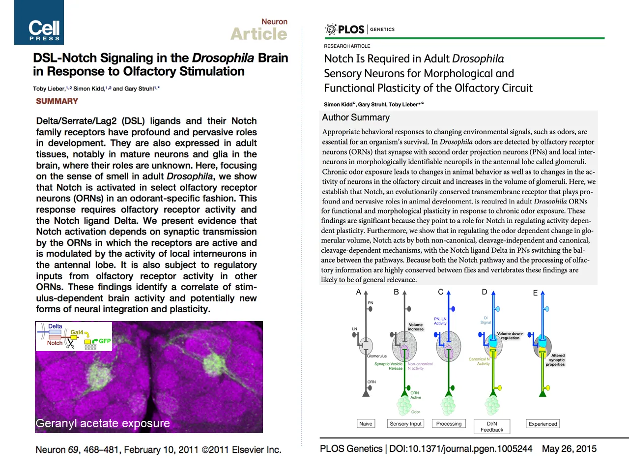 DLS-Notch Signaling in the Drosophia Brain in Response to Olfactory Stimulation