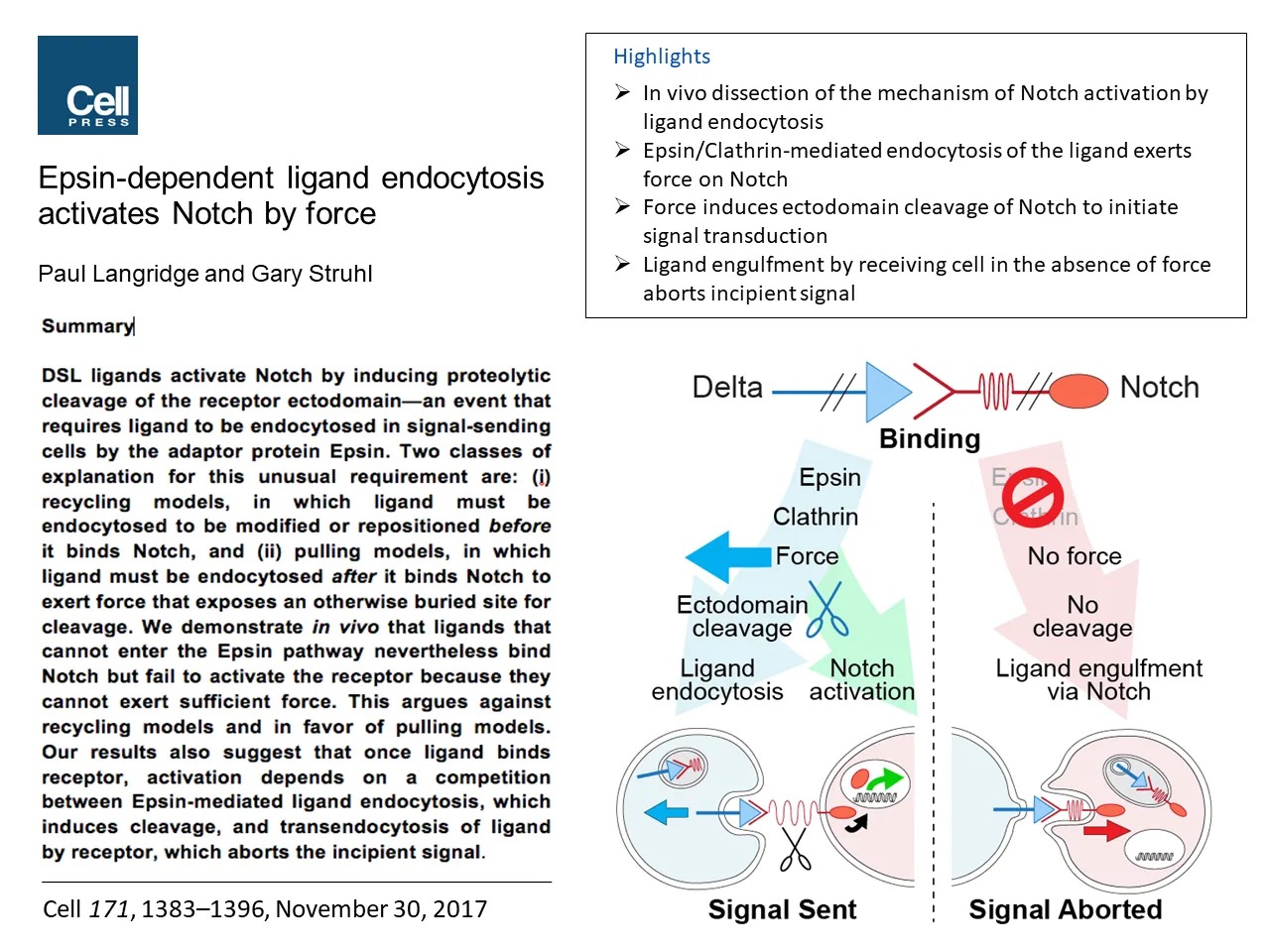 Epsin-dependent ligand endocytosis activate Notch by force